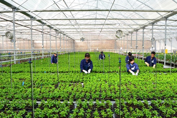 Thông báo đơn hàng nông nghiệp làm việc tại Miyazaki lấy đến 38 tuổi