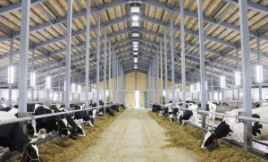 Thông báo đơn hàng làm sữa bò thực lĩnh 32 – 38 triệu làm việc tại Hokkaido.