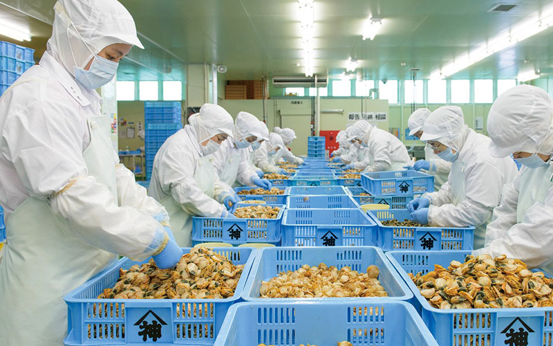 Thông báo đơn hàng tuyển 06 nữ chế biến sò điệp