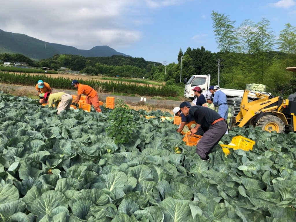 Thu hoạch nông sản Nhật Bản