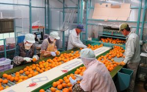 Đơn hàng nông nghiệp – thu hoạch và đóng gói quýt lương cao tại Mie, Nhật Bản