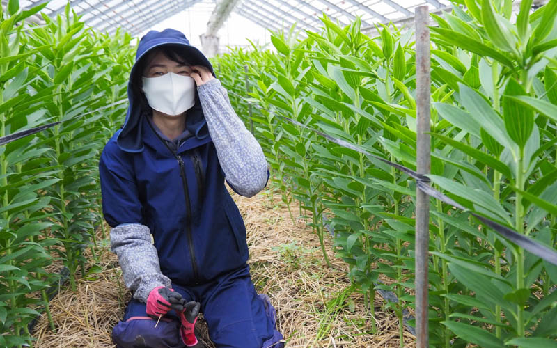 Đơn Hàng Tuyển 02 Nữ Chăm Sóc Và Thu Hoạch Hoa, Công Ty Có Nhiều Việc Làm Thêm Thu Nhập 34 Triệu/Tháng Tại Aichi Nhật Bản
