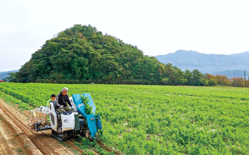 Đơn Hàng Tuyển 06 Nam Trồng Lúa Và Rau Củ, Thu Nhập Đều Đặn 30 Triệu/Tháng Tại Mie Nhật Bản