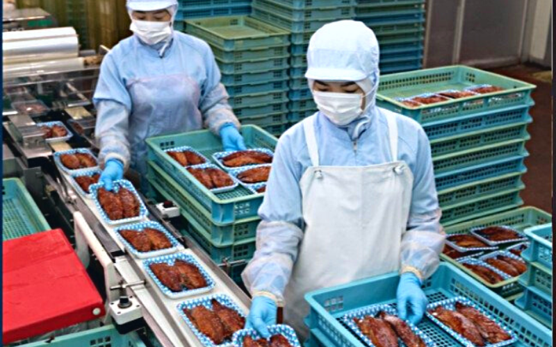 Đơn Hàng Tuyển 09 Nữ Chế Biến Cá Đóng Hộp, Thu Nhập Ổn Định 28 Triệu/Tháng Tại Yamaguchi Nhật Bản