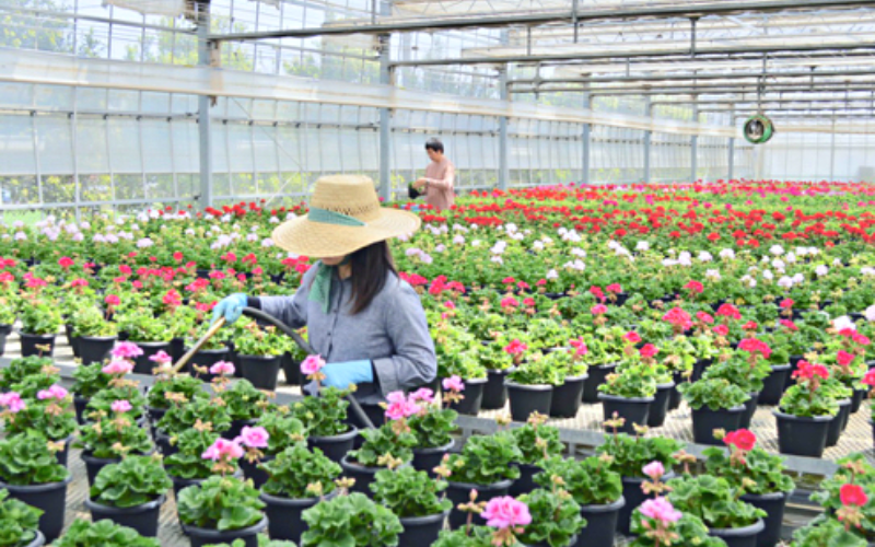Đơn Hàng Tuyển 03 Nữ Chăm Sóc Và Thu Hoạch Hoa Công Ty Có Nhiều Việc Làm Thêm Thu Nhập 30 Triệu/Tháng Tại Aichi Nhật Bản